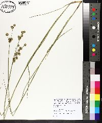 Juncus brachycarpus image