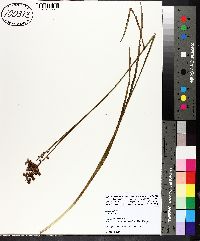 Juncus biflorus image