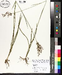 Juncus biflorus image