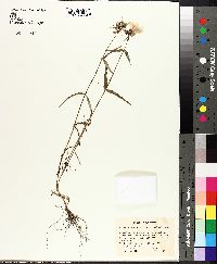 Phlox divaricata subsp. laphamii image