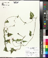 Ipomoea lacunosa image