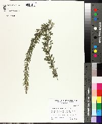 Lespedeza cuneata image