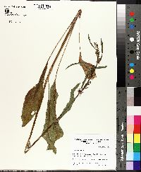 Rumex verticillatus image