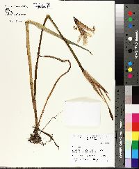 Iris versicolor image