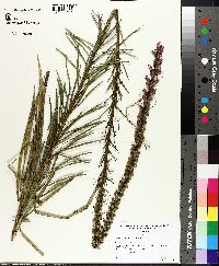 Liatris spicata image