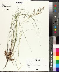 Eragrostis curvula image