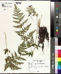 Woodsia obtusa subsp. occidentalis image