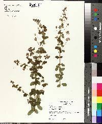 Lespedeza hirta image