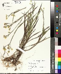 Pityopsis graminifolia image