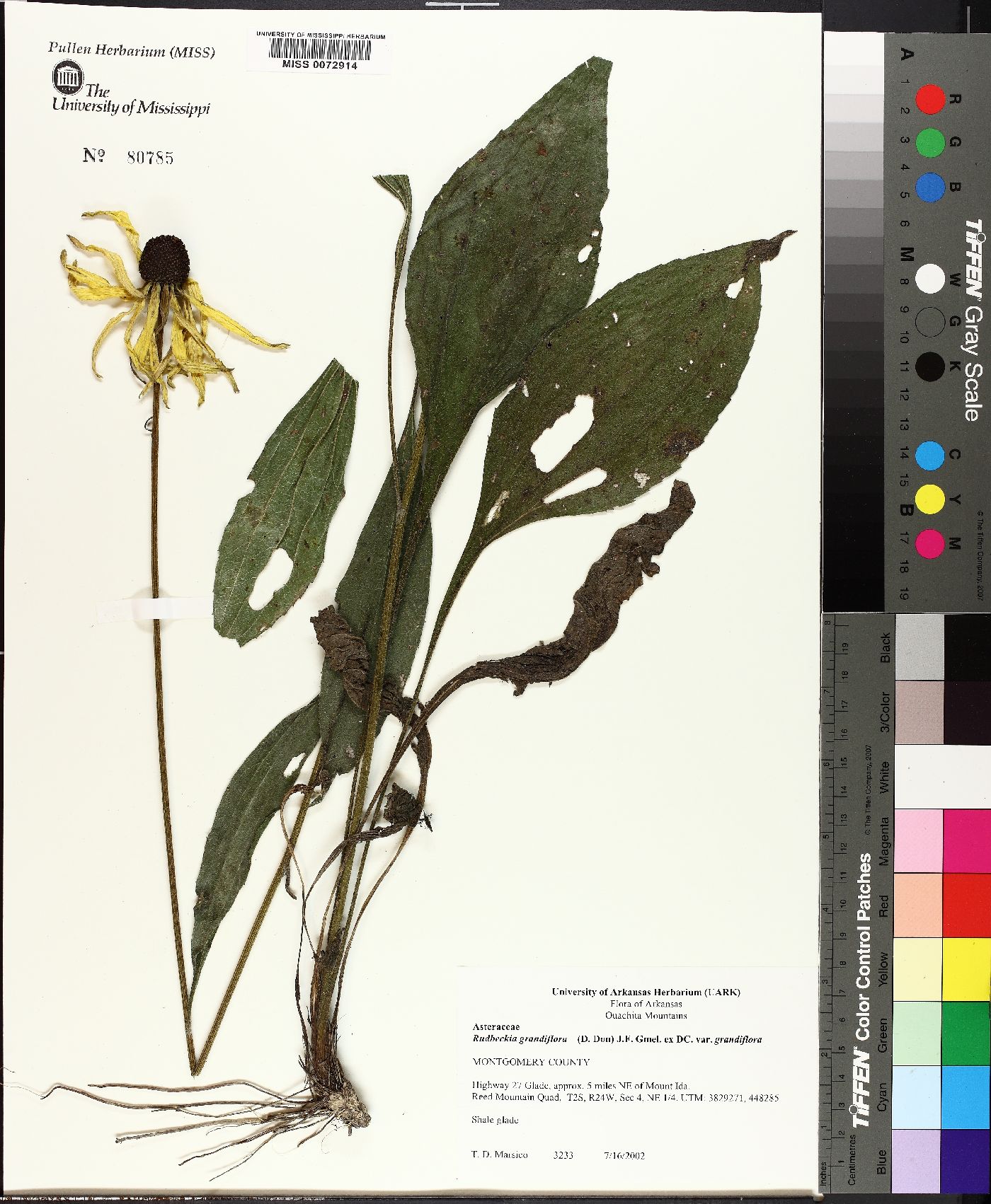 Rudbeckia grandiflora image
