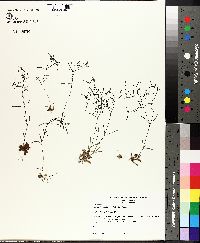 Houstonia ouachitana image