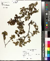 Ilex vomitoria image