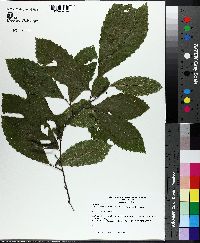 Castanea pumila var. ozarkensis image