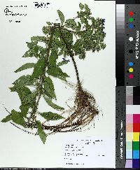 Hydrolea ovata image