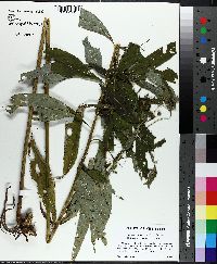 Vernonia gigantea subsp. gigantea image