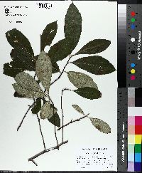 Photinia pyrifolia image