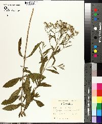 Eupatorium semiserratum image