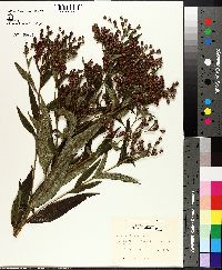 Vernonia gigantea subsp. gigantea image