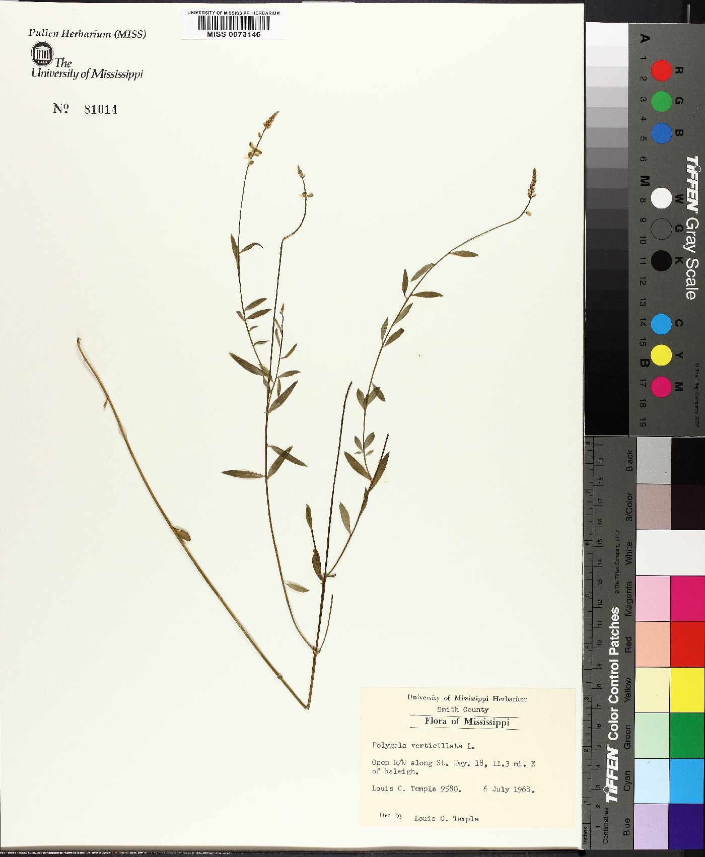 Polygala boykinii image