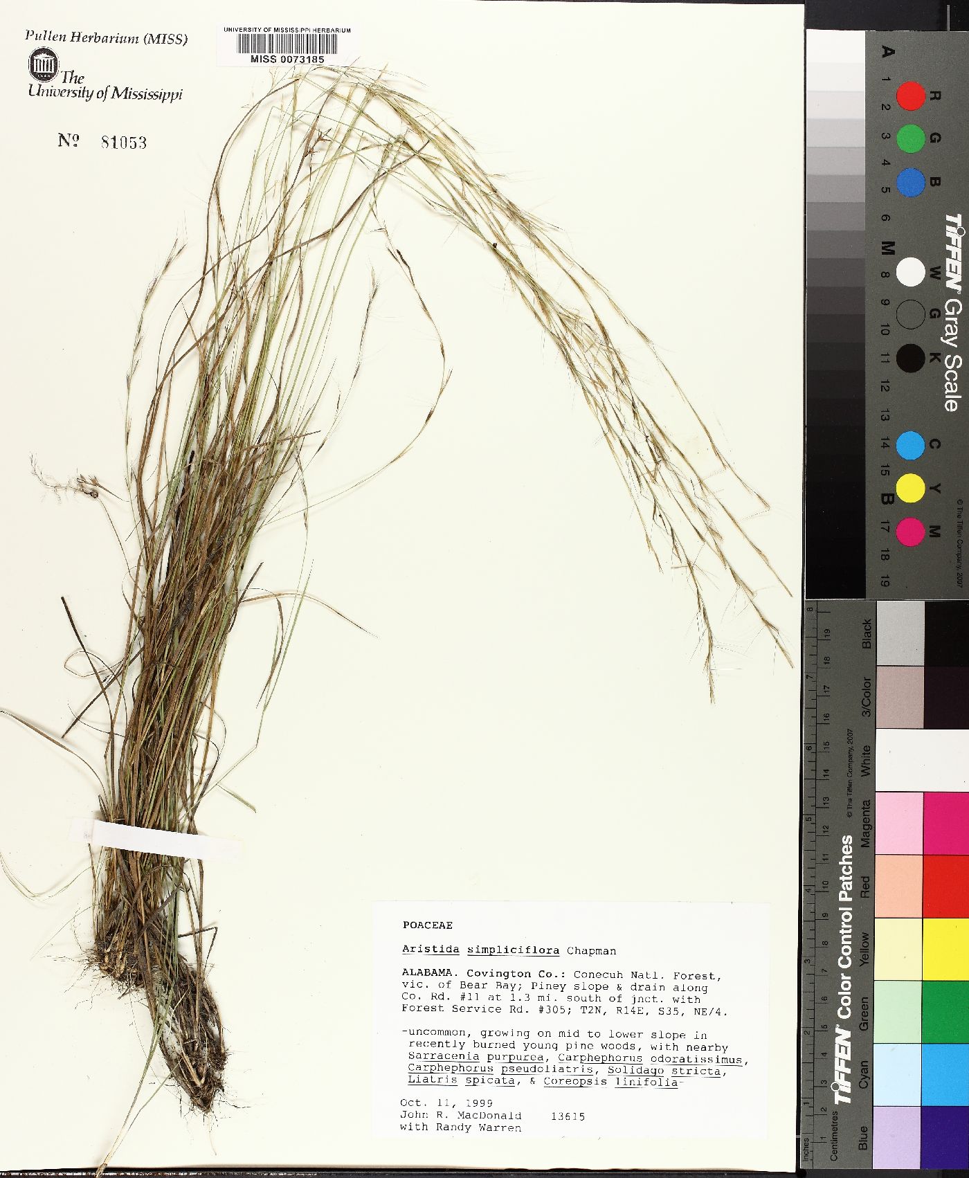 Aristida simpliciflora image