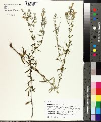 Scutellaria glabriuscula image