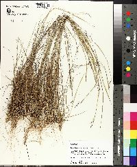 Triplasis americana image