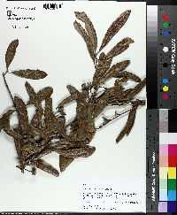 Quercus geminata image