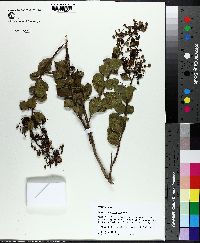 Lagerstroemia indica image