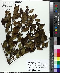 Ilex coriacea image