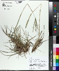 Paspalum notatum image