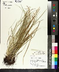 Carex basiantha image