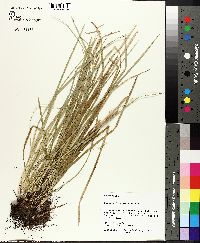 Carex basiantha image