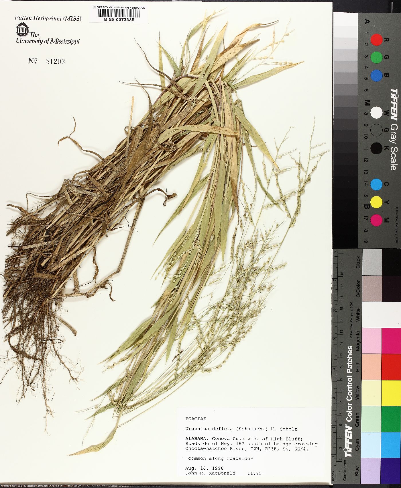 Urochloa deflexa image