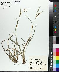 Carex flaccosperma image