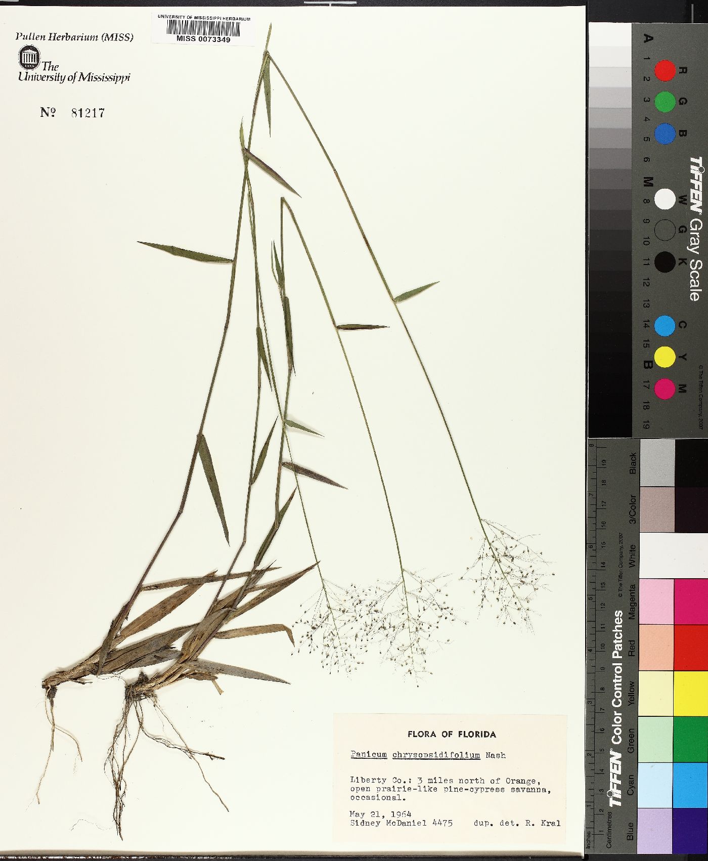 Dichanthelium acuminatum subsp. acuminatum image