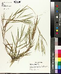 Panicum malacon image