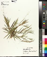 Panicum malacon image