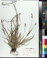 Carex crebriflora image