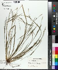Carex ignota image