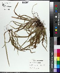 Carex abscondita image