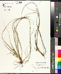 Carex nigromarginata image