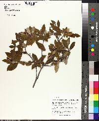 Cliftonia monophylla image