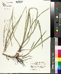 Panicum rhizomatum image