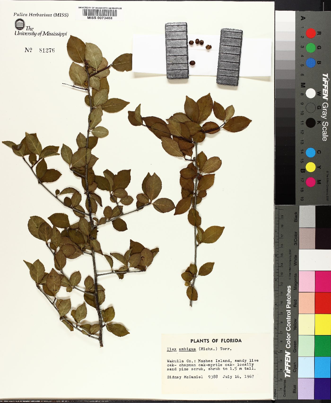 Ilex ambigua image