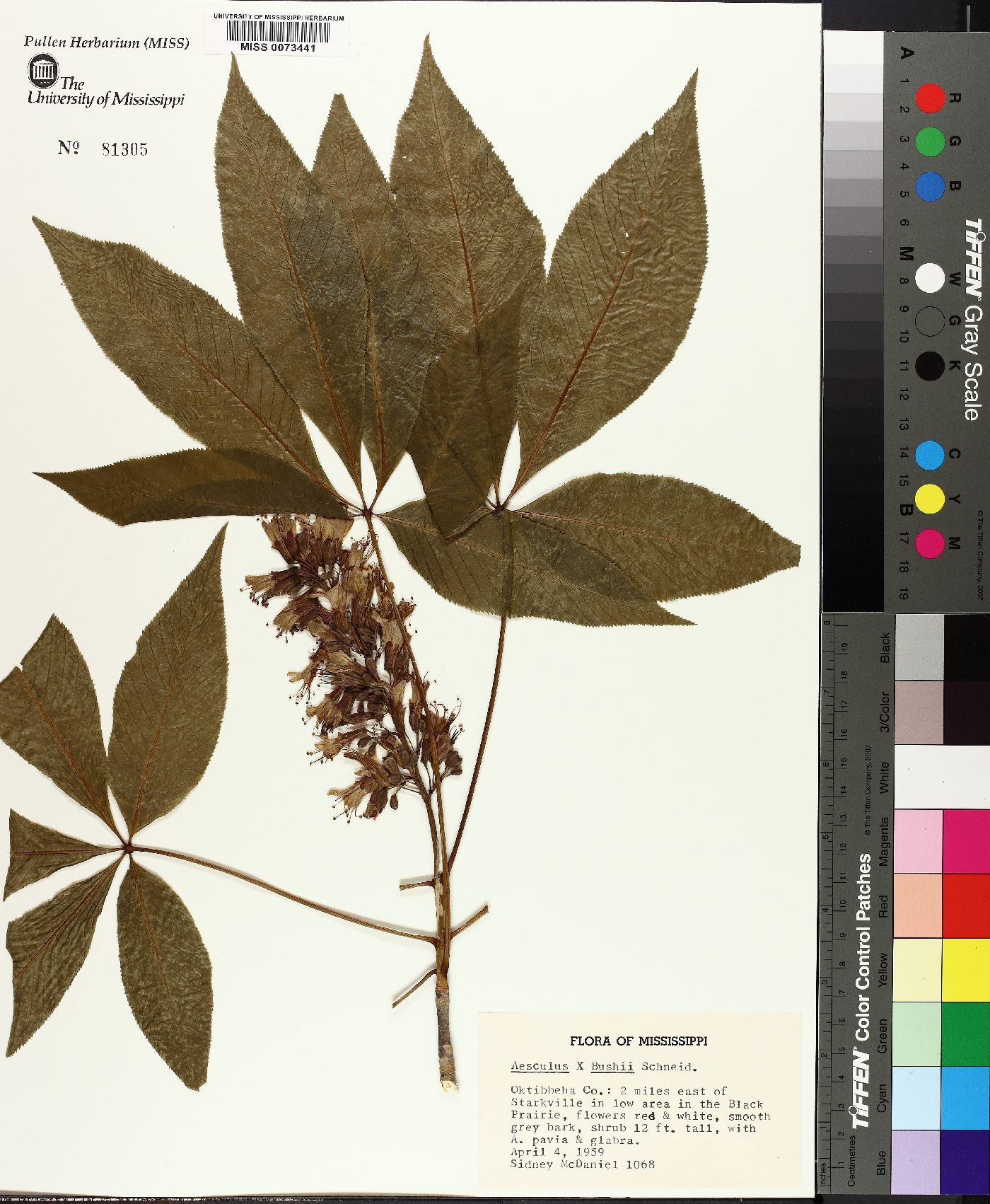 Aesculus x bushii image