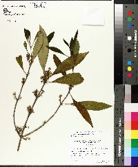 Osmanthus americanus image