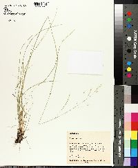 Stipa avenacea image