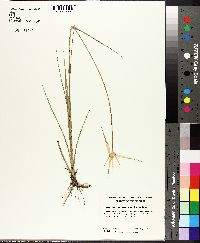 Rhynchospora latifolia image