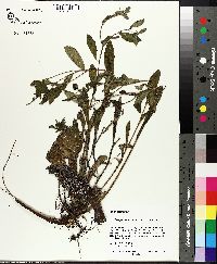 Lithospermum tuberosum image