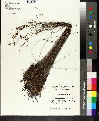 Rhynchospora plumosa image